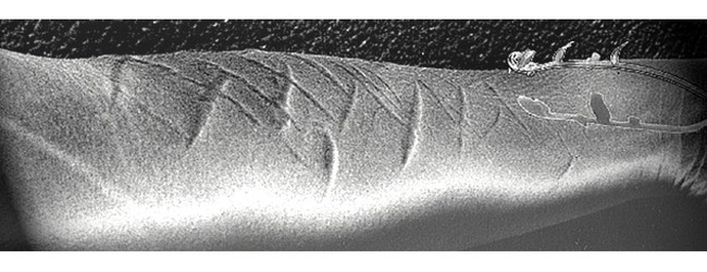 occupied territory artwork from a publication