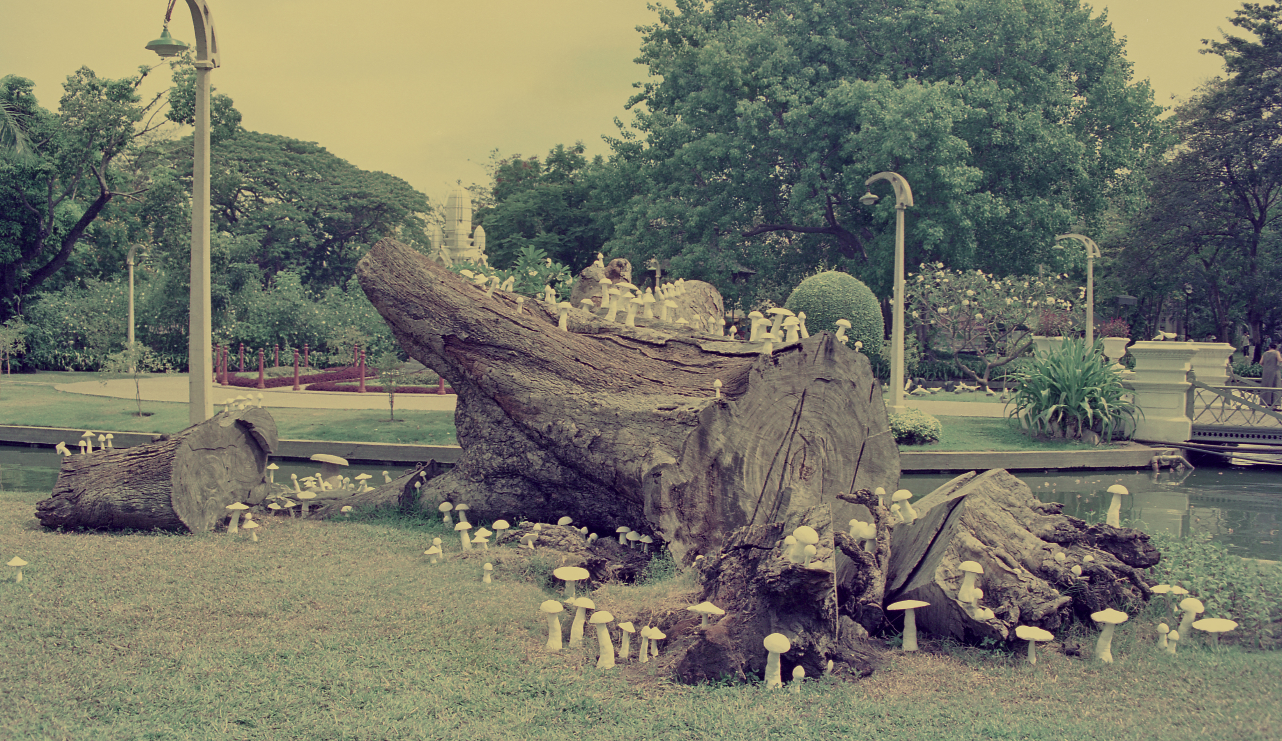 Parasites of Life (Set of 2 Photographs)