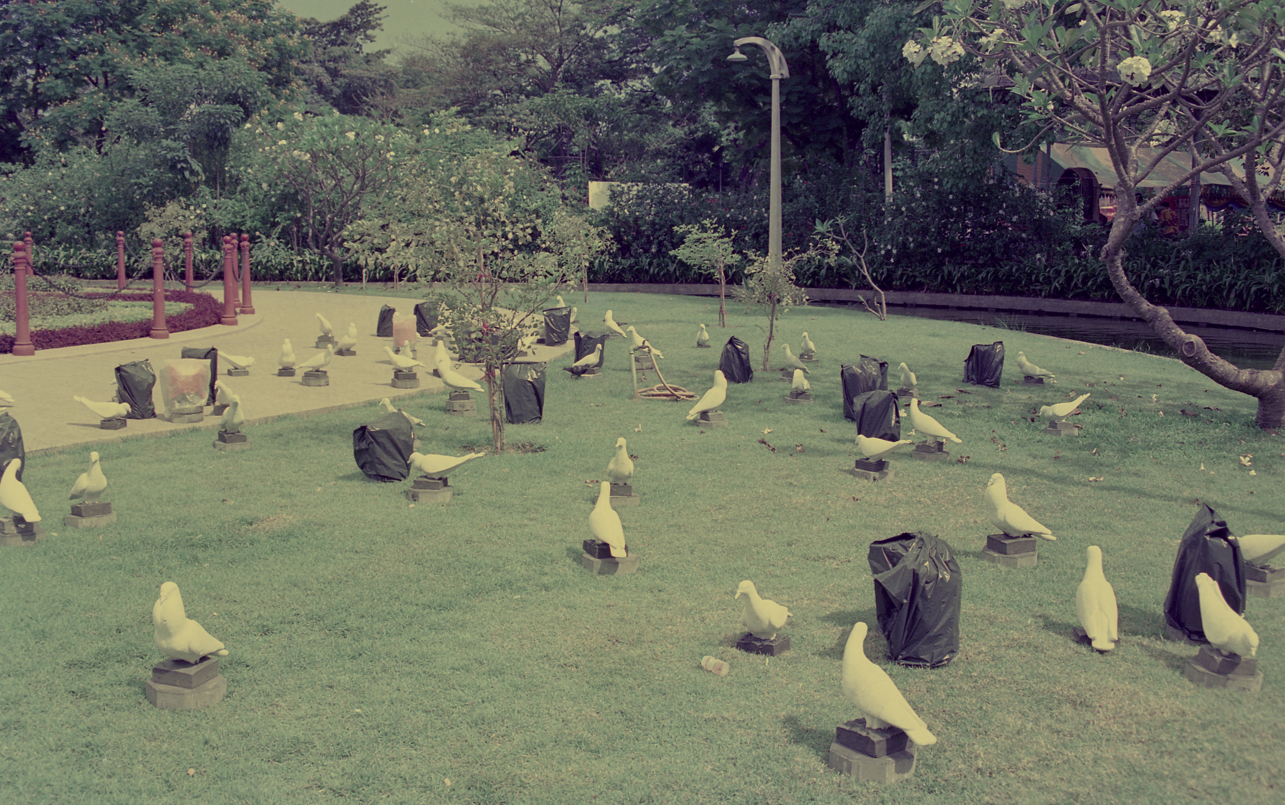 Dove-Corns (Set of 6 Photographs)