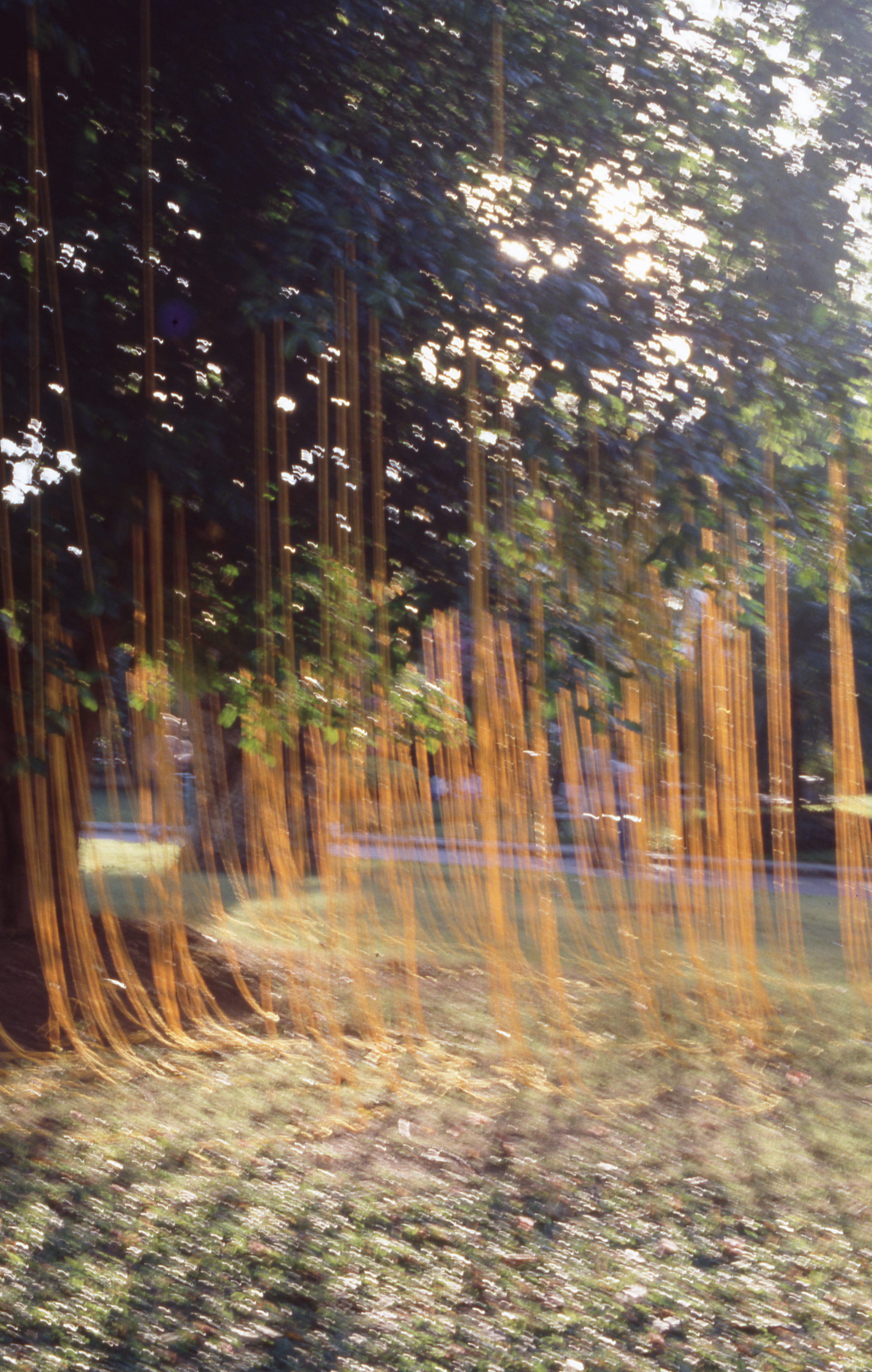 Sun, Strings and Me (Set of 2 Photographs)