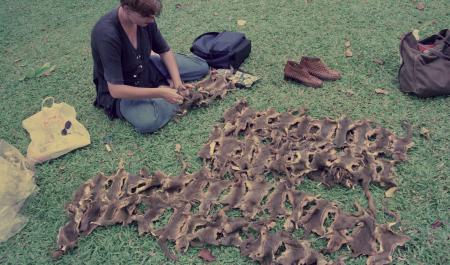 From Pest to Pets — Preparation (Set of 3 Photographs)