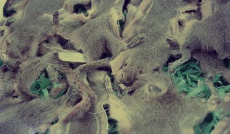 From Pest to Pets — Detail (Set of 2 Photographs)