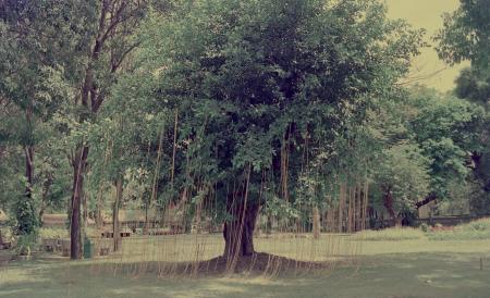 Sun, Strings and Me (Set of 2 Photographs)