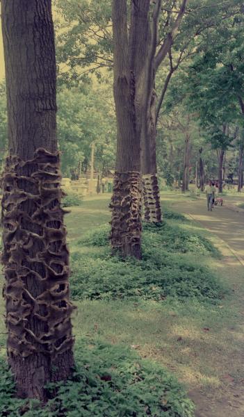 From Pest to Pets (Set of 2 Photographs)