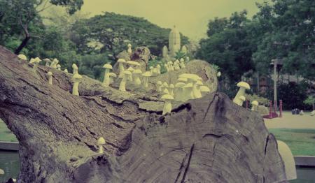 Parasites of Life (Set of 2 Photographs)