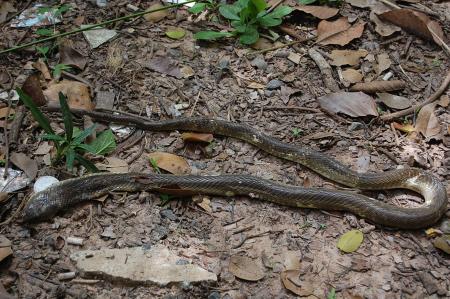 Womanifesto Residency Everyday Activities (Set of 115 Photographs)