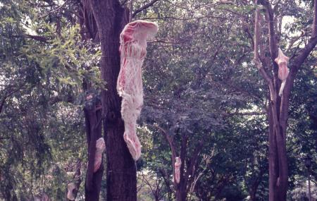 Spirit Hanging (Set of 4 Photographs)