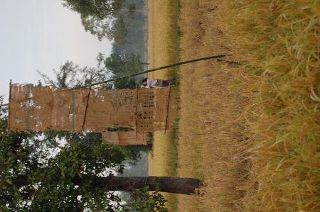 Naruemon Padsamran's Residency at Womanifesto (Set of 63 Photographs)