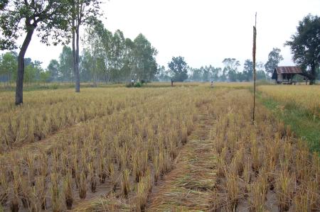 Naruemon Padsamran's Residency at Womanifesto (Set of 63 Photographs)