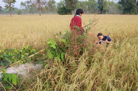 Naruemon Padsamran's Residency at Womanifesto (Set of 63 Photographs)