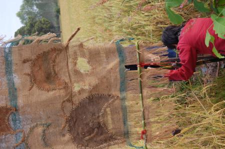 Naruemon Padsamran's Residency at Womanifesto (Set of 63 Photographs)