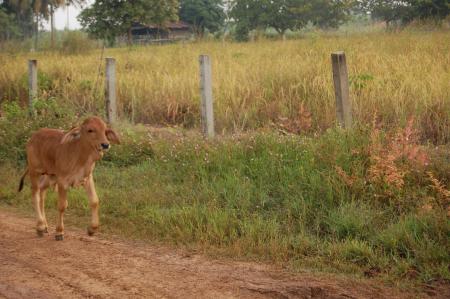 Naruemon Padsamran's Residency at Womanifesto (Set of 63 Photographs)