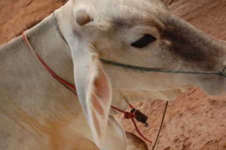 Naruemon Padsamran's Residency at Womanifesto (Set of 63 Photographs)