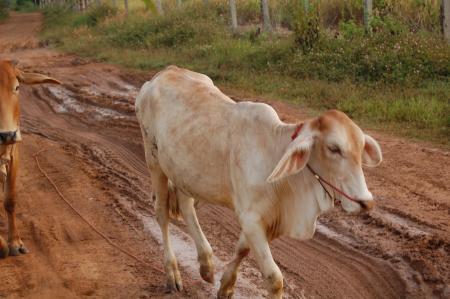 Naruemon Padsamran's Residency at Womanifesto (Set of 63 Photographs)