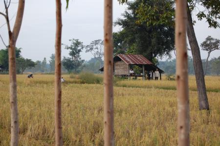 Naruemon Padsamran's Residency at Womanifesto (Set of 63 Photographs)