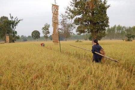 Naruemon Padsamran's Residency at Womanifesto (Set of 63 Photographs)