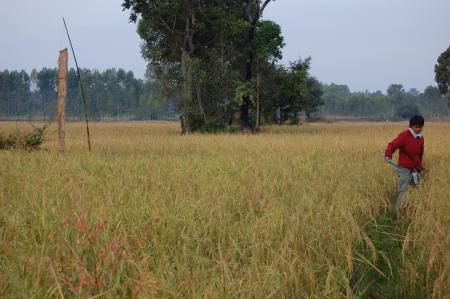 Naruemon Padsamran's Residency at Womanifesto (Set of 63 Photographs)