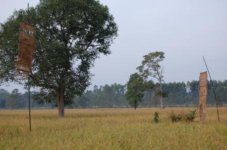 Naruemon Padsamran's Residency at Womanifesto (Set of 63 Photographs)