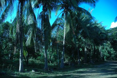 Pre-Residency Activities at Boon Bandarn Farm (28 Photographs)