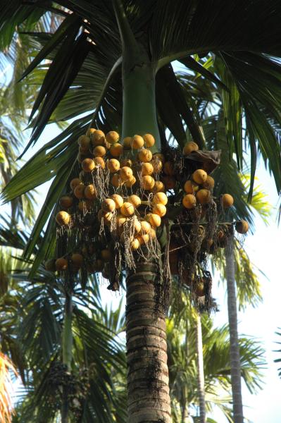 Pre-Residency Activities at Boon Bandarn Farm (28 Photographs)