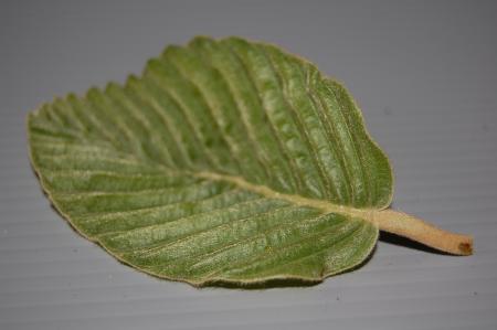 Womanifesto Residency Everyday Activities (Set of 115 Photographs)