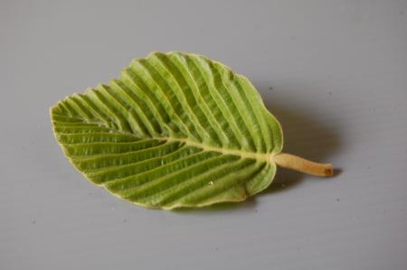 Womanifesto Residency Everyday Activities (Set of 115 Photographs)