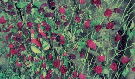 Women's Cemetery (Set of 4 Photographs)