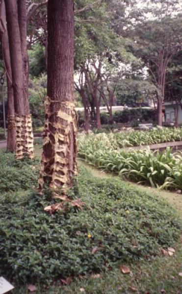 From Pest to Pets (Set of 2 Photographs)